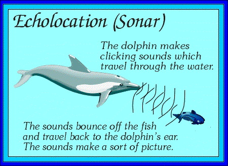Echolocation diagram